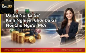 Hai chú gà nòi đối đầu trong sân đấu